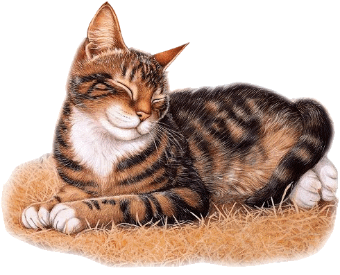 chat